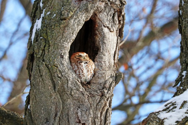 Eastern Screech Owl Red Morph by Deb Oppermann